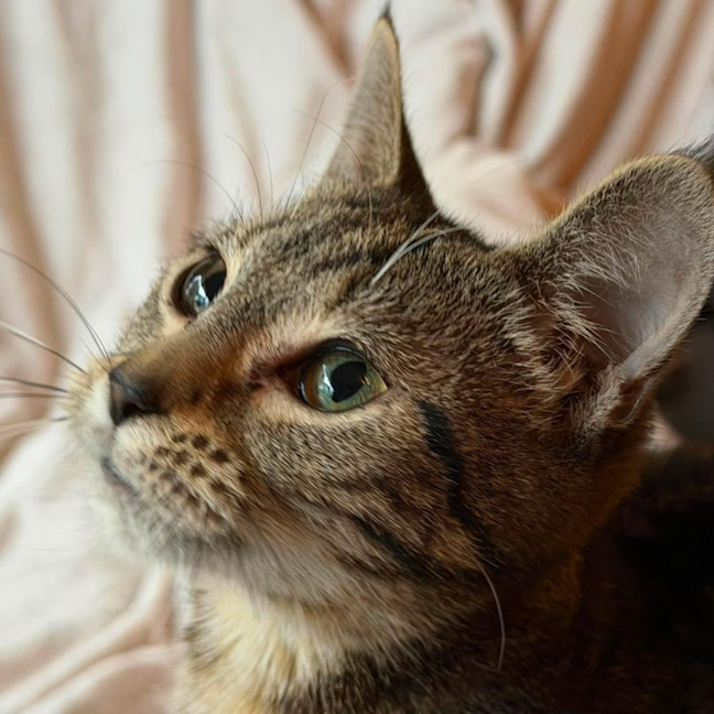 Photo of Squirrel   In Foster Care In Templestowe