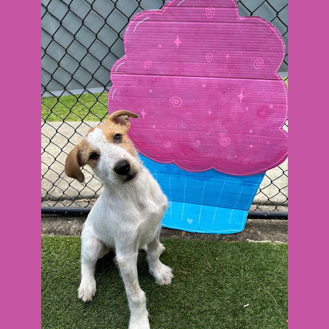 Photo of Cookie