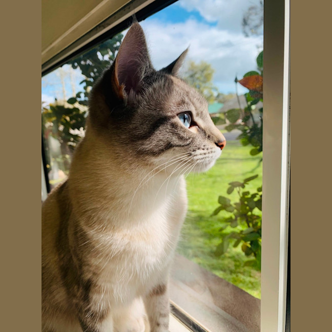 Photo of Luna Blue Eyes