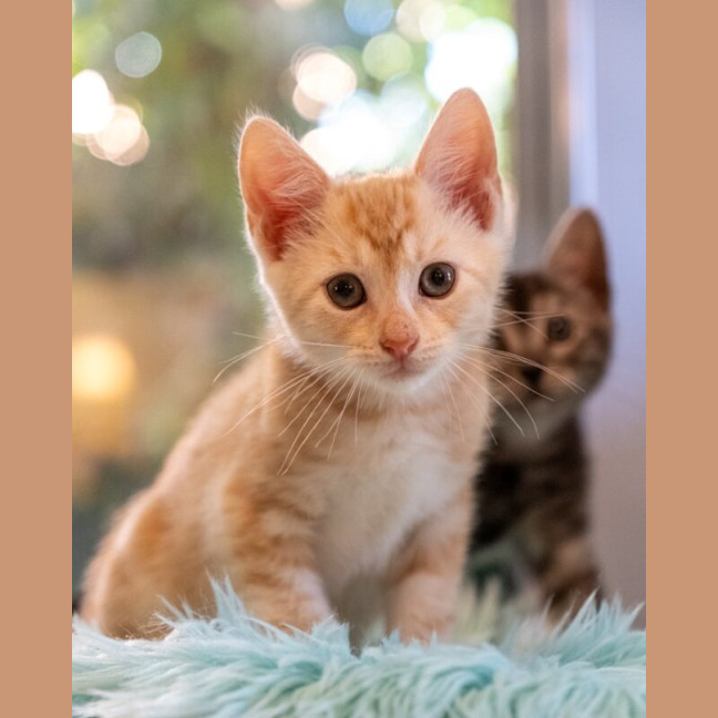 Photo of Miso