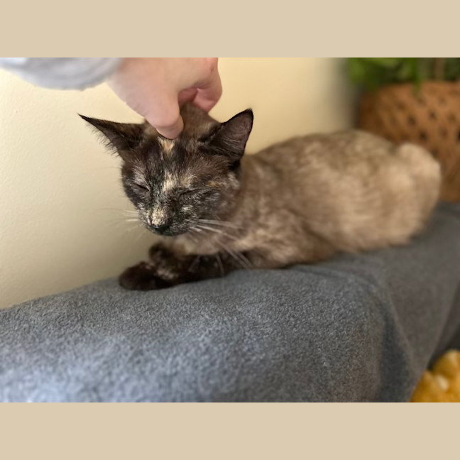 Photo of Paige   Located In Lower Plenty