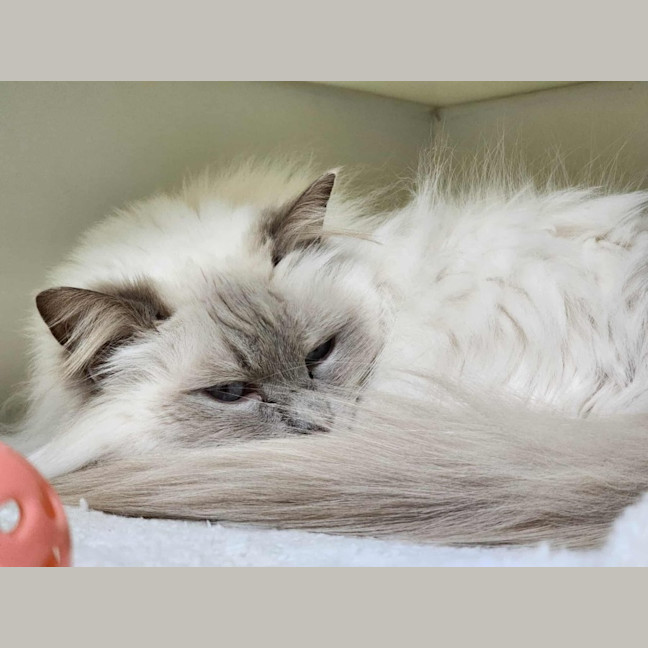 Photo of 🐱 Nahla 6461 🐱