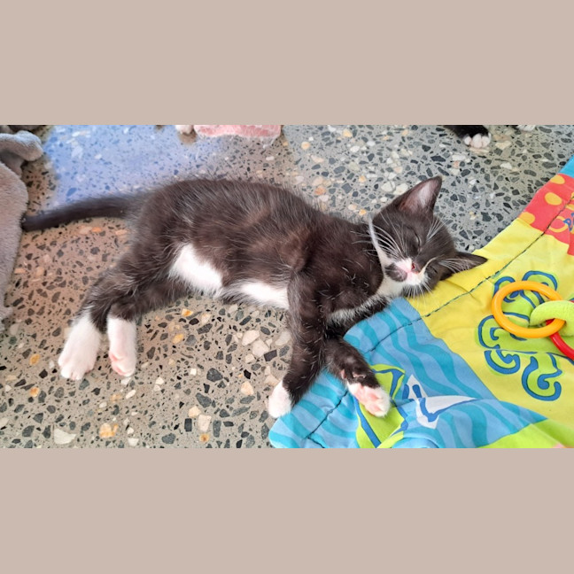 Photo of C1396 Spencer