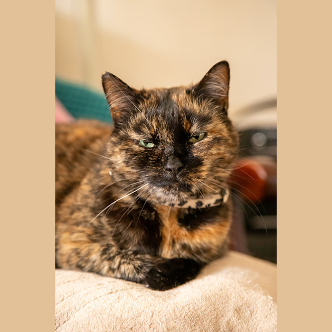 Photo of Layla