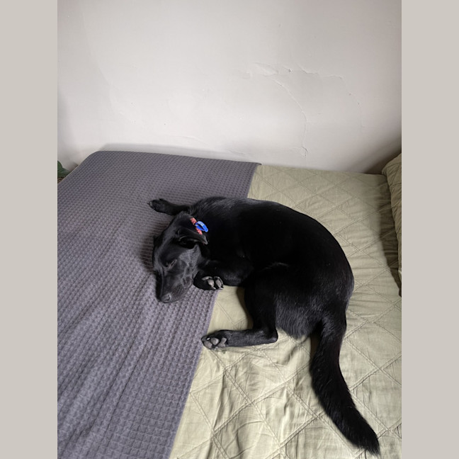 Photo of Puddin   1 Year Old Kelpie X Cattle Dog