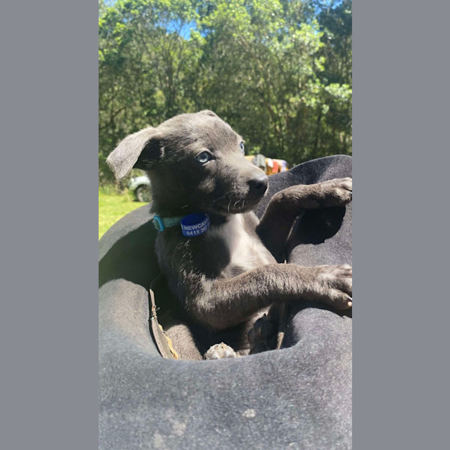 Photo of Salt   8 Week Old Kelpie X (Hold)