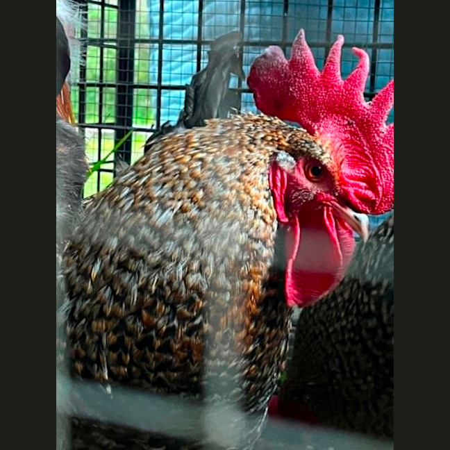 Photo of Four Roosters