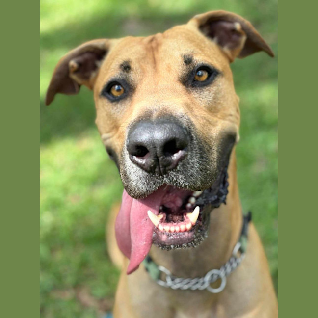 Photo of Romeo