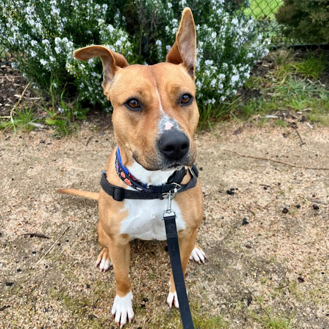 Photo of Scout