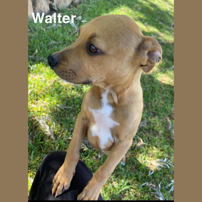 Photo of Walter ~ Staffy X Beagle Puppy