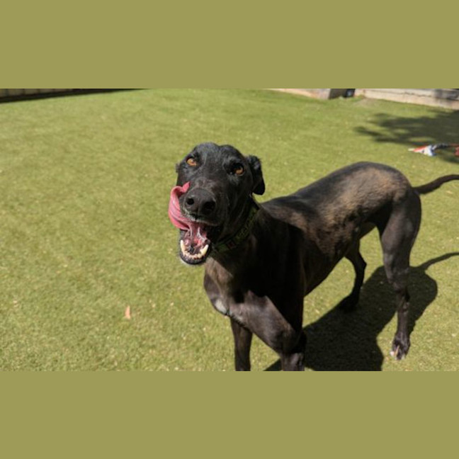Photo of Pipsqueak