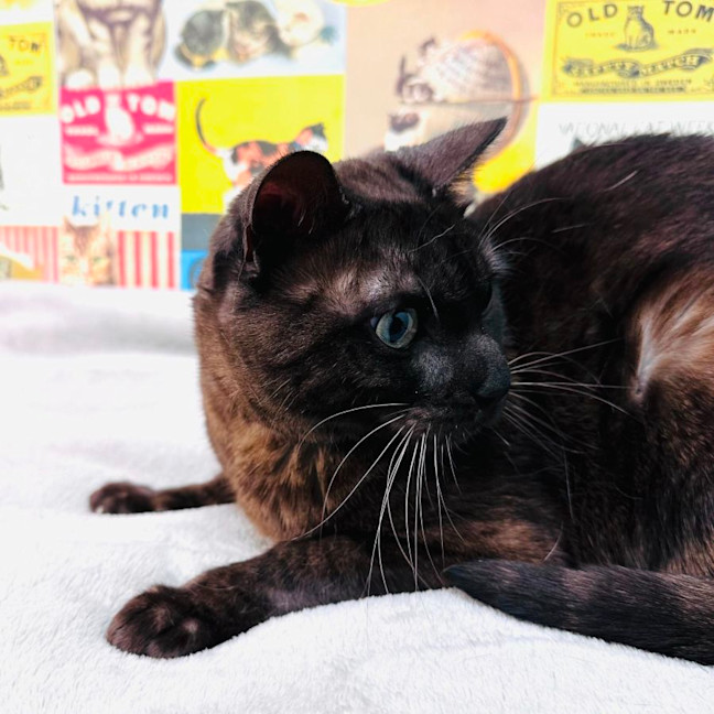 Photo of Lynx   Located In Preston 