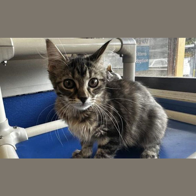 Photo of Spark