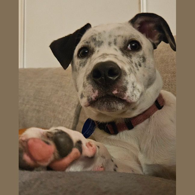 Photo of Sylvia    4 Month Old Cattle Dog