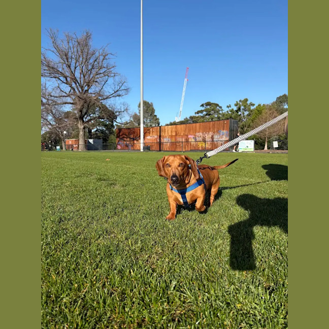 Photo of Duke And Mack