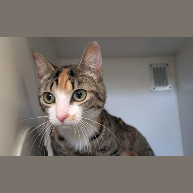 Photo of Violet