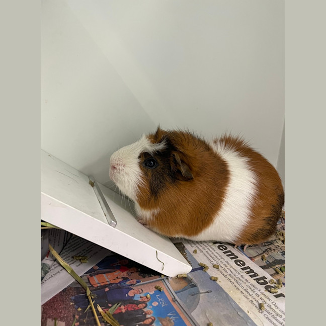 Photo of Gandalf (Bonded To Pippin)