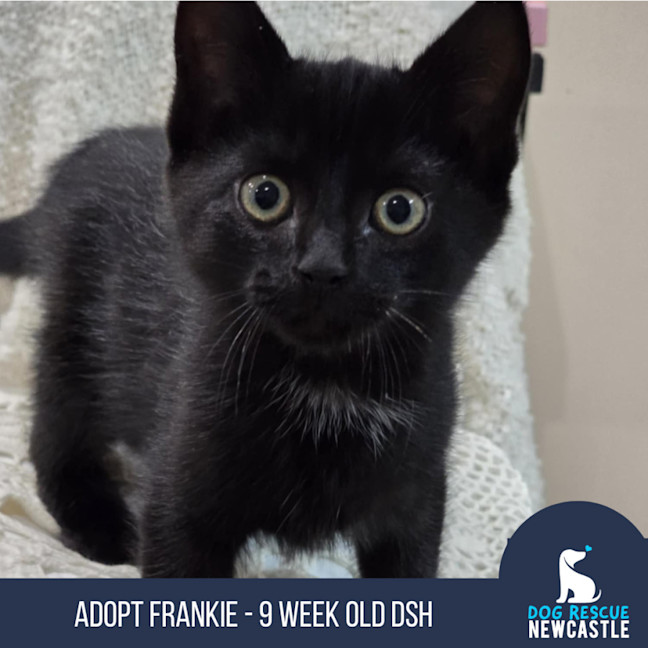 Photo of Frankie   9 Week Old Dsh