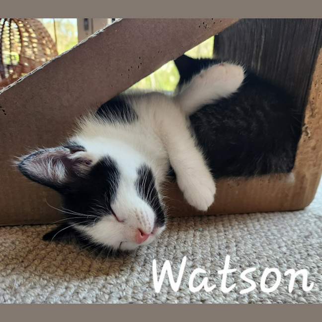 Photo of Watson