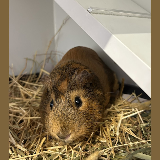Photo of Cookie (Bonded To Squeak)