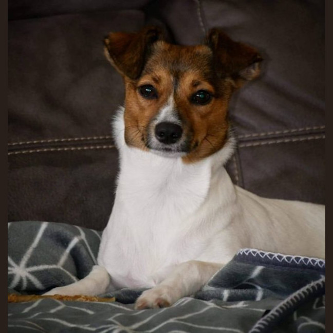 Photo of Foxy 🧡