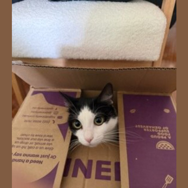 Photo of Helen* 9 Lives Project Rescue*