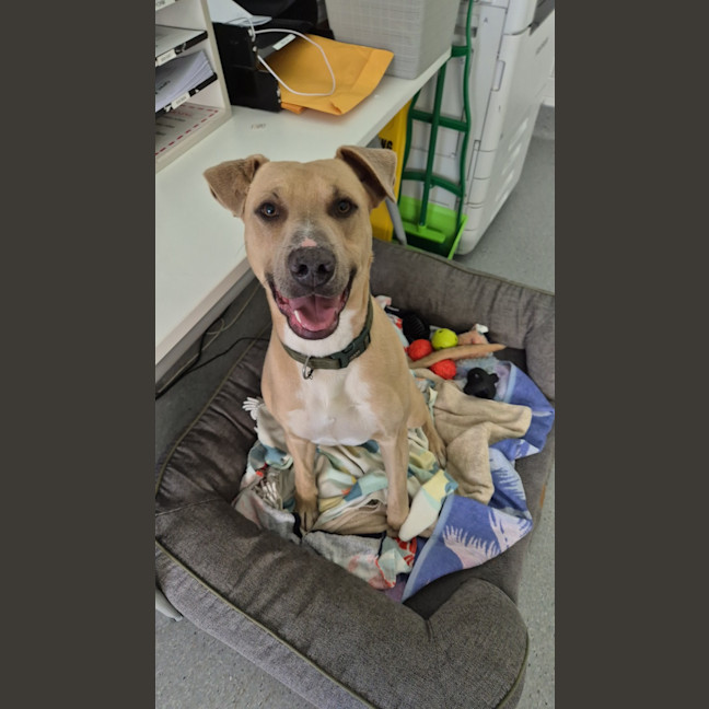 Photo of Mike! 🛋️🦎