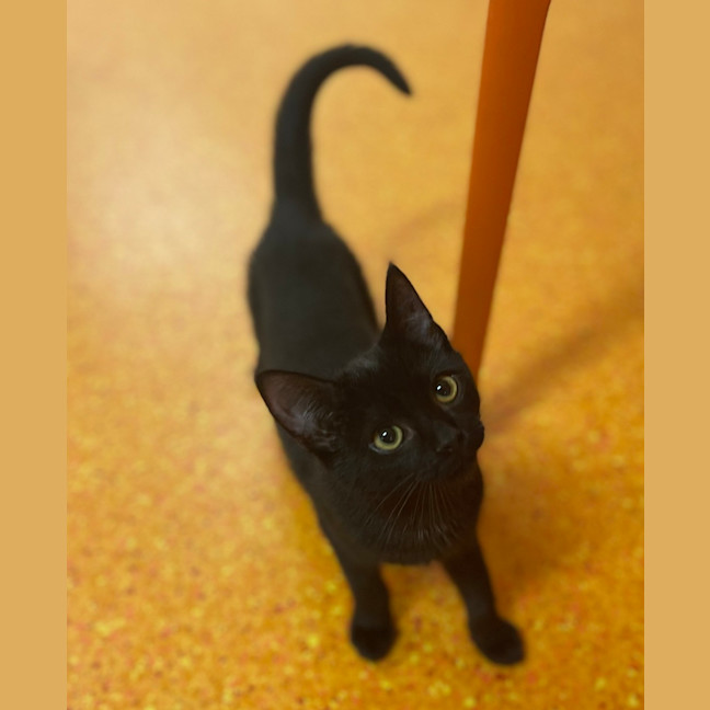 Photo of Treacle