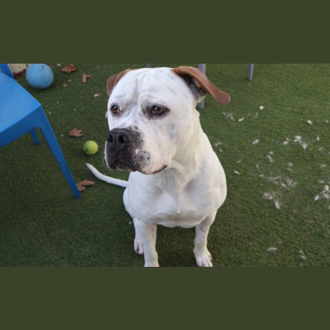 Photo of Patch