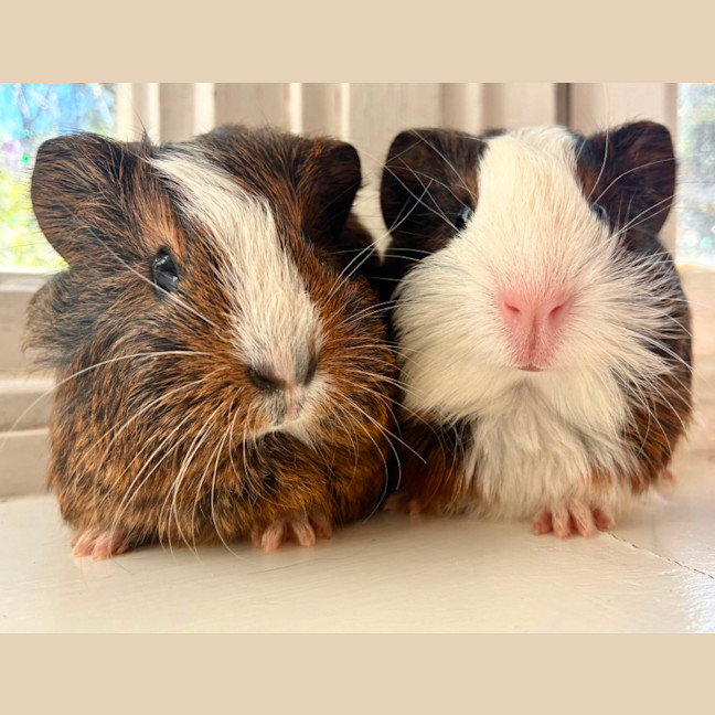 Photo of Walnut And Oakley