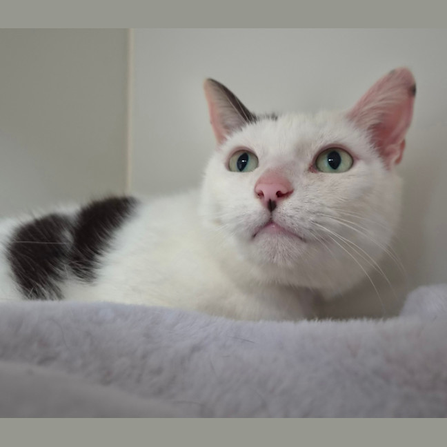 Photo of Pishi