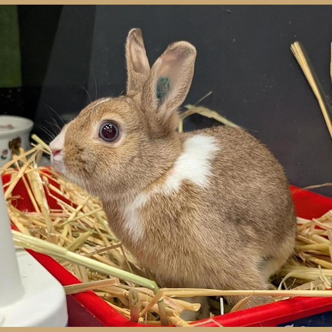 Photo of Sandy (Bonded With Penny Loafer)
