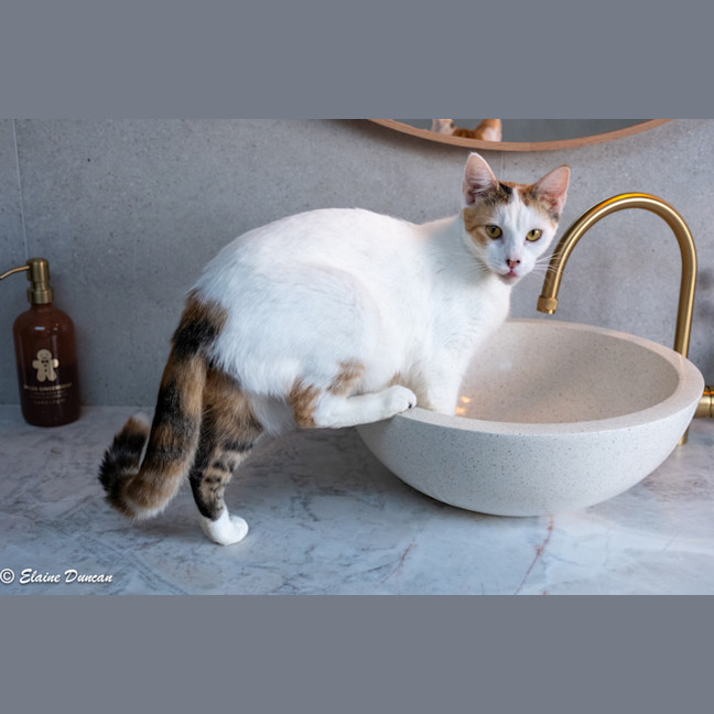 Photo of Pancake