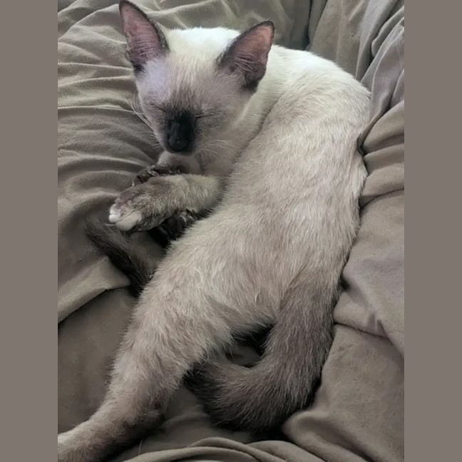 Photo of Poppy