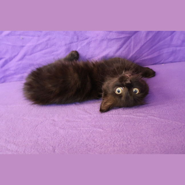 Photo of Toast