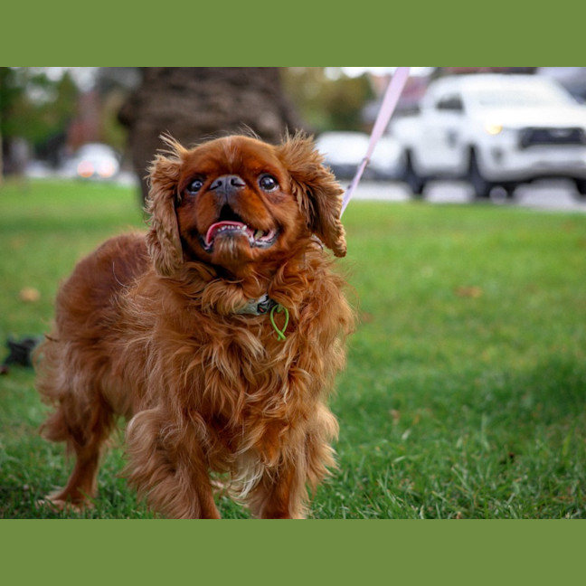 Photo of Muppet