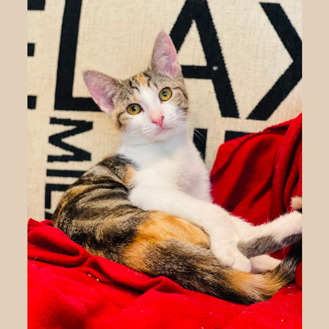 Photo of Emmy   Located In Northcote