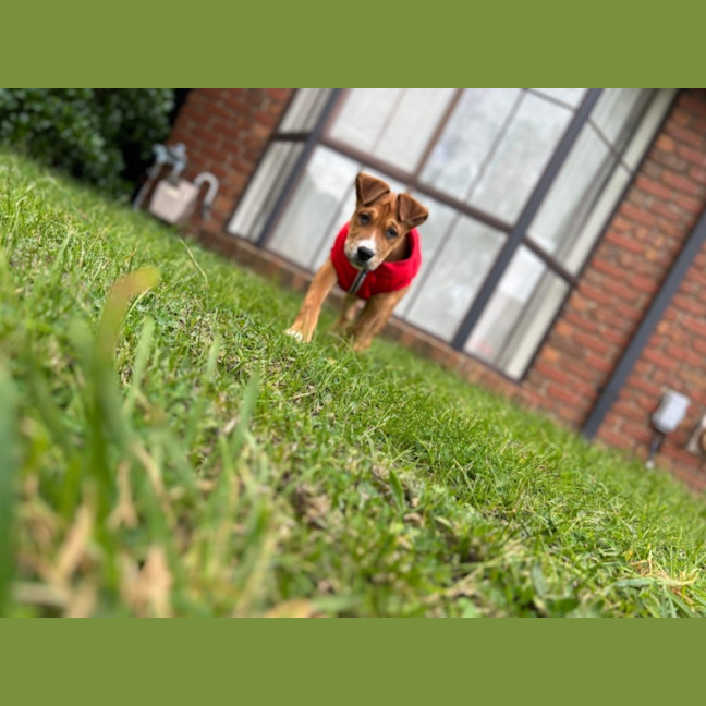 Photo of Bandit