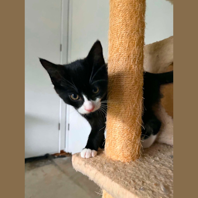 Photo of Chip