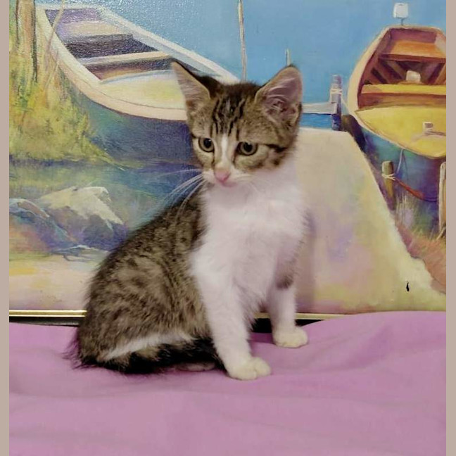 Photo of Stitch