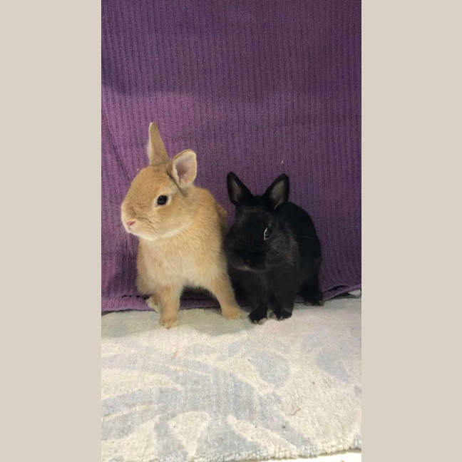 Photo of Kloe & Grim