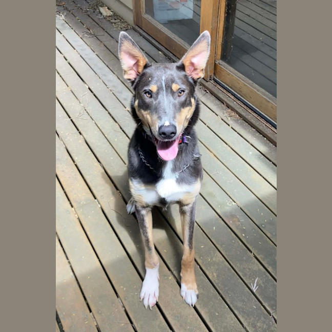 Photo of Rusty