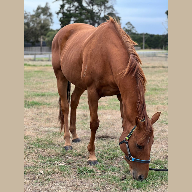 Photo of Miss Nibbles