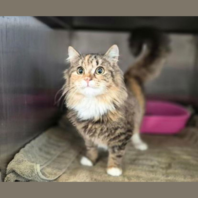 Photo of Waffles