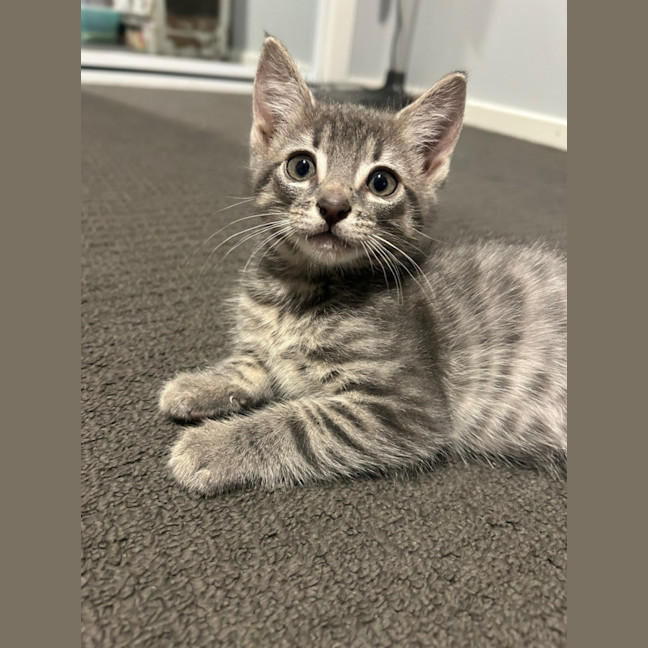 Photo of Tango