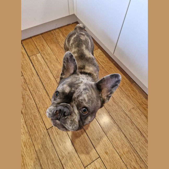 Photo of Mitch   4 Year Old French Bulldog