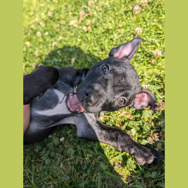 Photo of Cooper