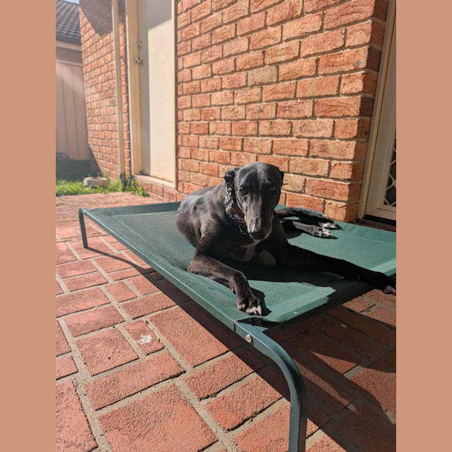 Photo of Panda, The Greyhound