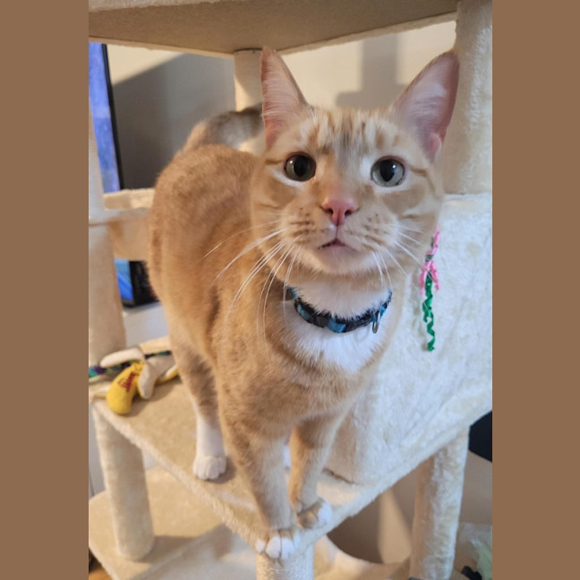 Photo of Cheeto