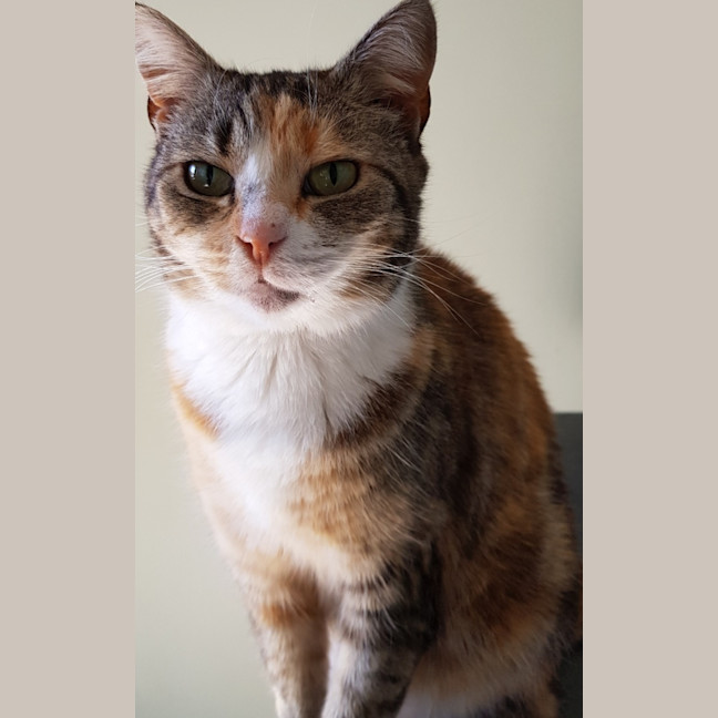 Photo of Paxton 